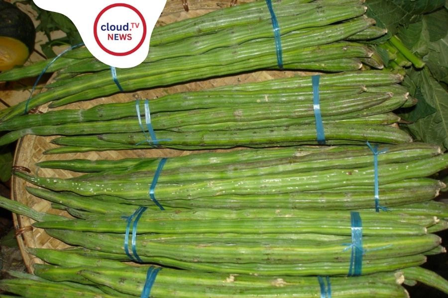 Drumstick Tree: The Miracle Moringa Oleifera %%page%% %%sep%% %%sitename%%