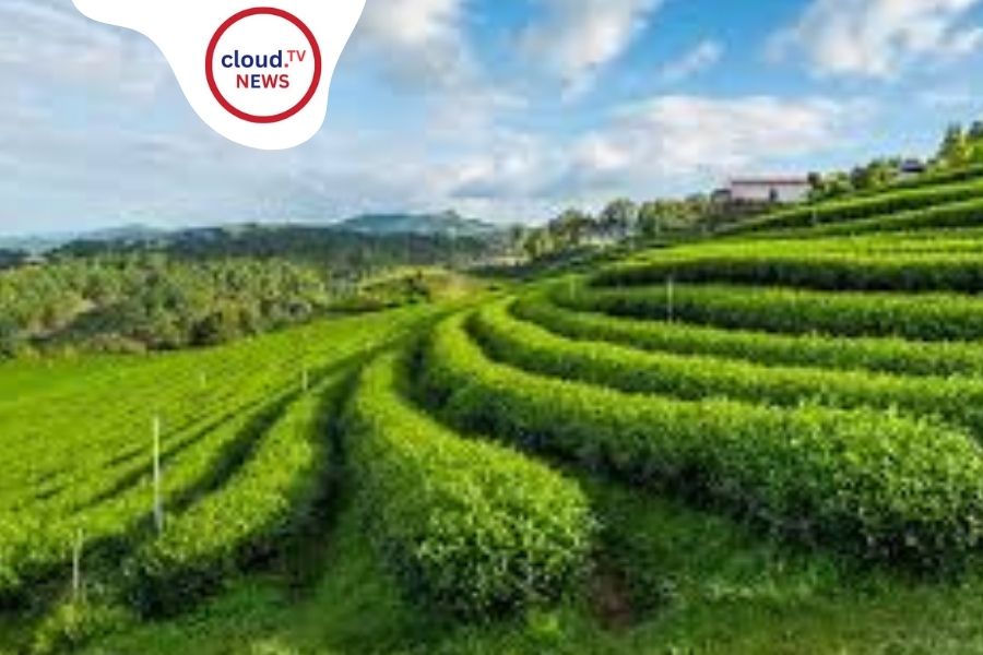 Sikkim Organic State: Leading the Way in Farming %%page%% %%sep%% %%sitename%%