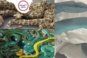 MumbaiAirport SnakeSmuggling