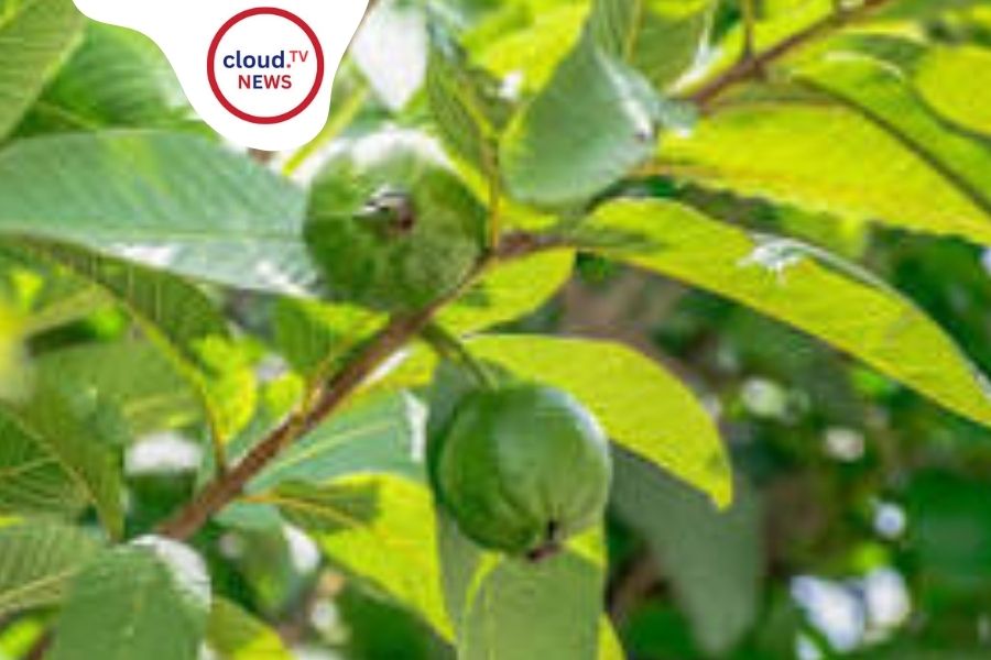 GuavaLeafBenefits for Digestive Health Improvement %%page%% %%sep%% %%sitename%%