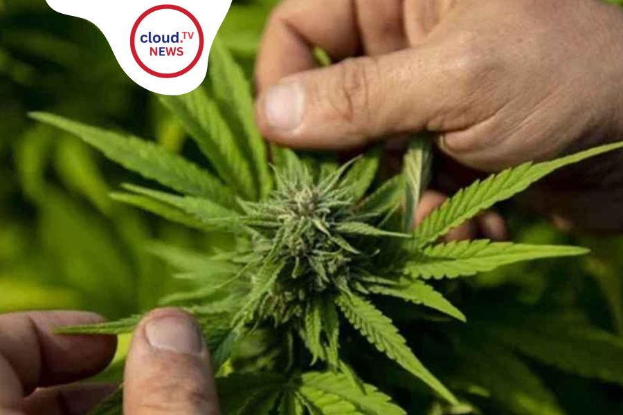 ThailandCannabis: A Shift in Legal Regulations %%page%% %%sep%% %%sitename%%