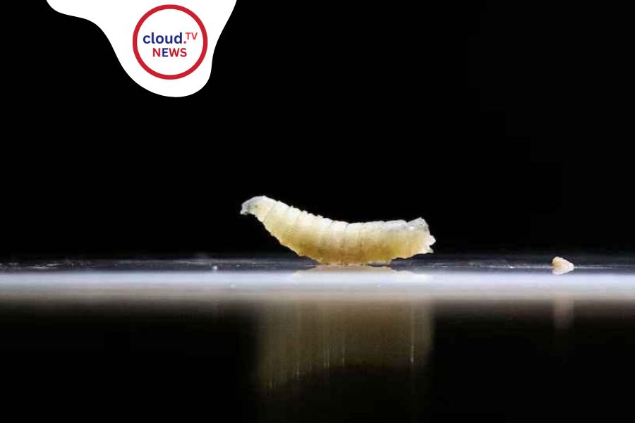 ParasiticFly NewWorldScrewworm: A Terrifying Discovery %%page%% %%sep%% %%sitename%%