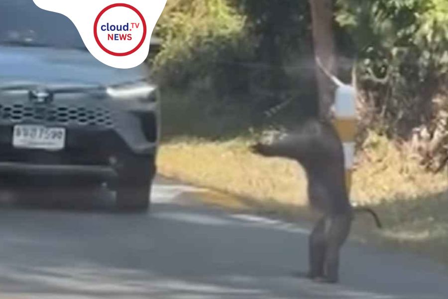 MonkeyTraffic ThailandViral: A Monkey Directing Cars %%page%% %%sep%% %%sitename%%