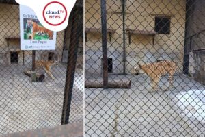 আলিপুর চিড়িয়াখানা বাঘিনীর মৃত্যু