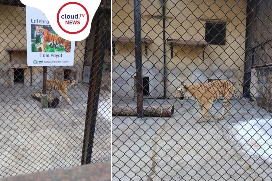 আলিপুর চিড়িয়াখানায় চাঞ্চল্য | ২৪ ঘণ্টায় দুই বাঘিনীর মৃত্যু