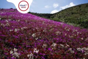 Chile Atacama Desert Blooms