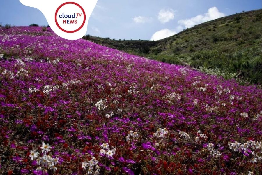 চিলির আতাকামা মরুভূমিতে ফুলের বাগান! প্রকৃতির অপূর্ব বিস্ময়