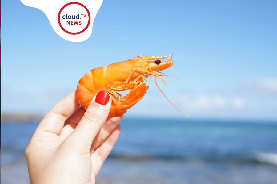 চিংড়ি–মাছের ভাইরাসে চোখের মারাত্মক রোগ! নতুন গবেষণায় চাঞ্চল্য, সতর্ক বিশ্ব